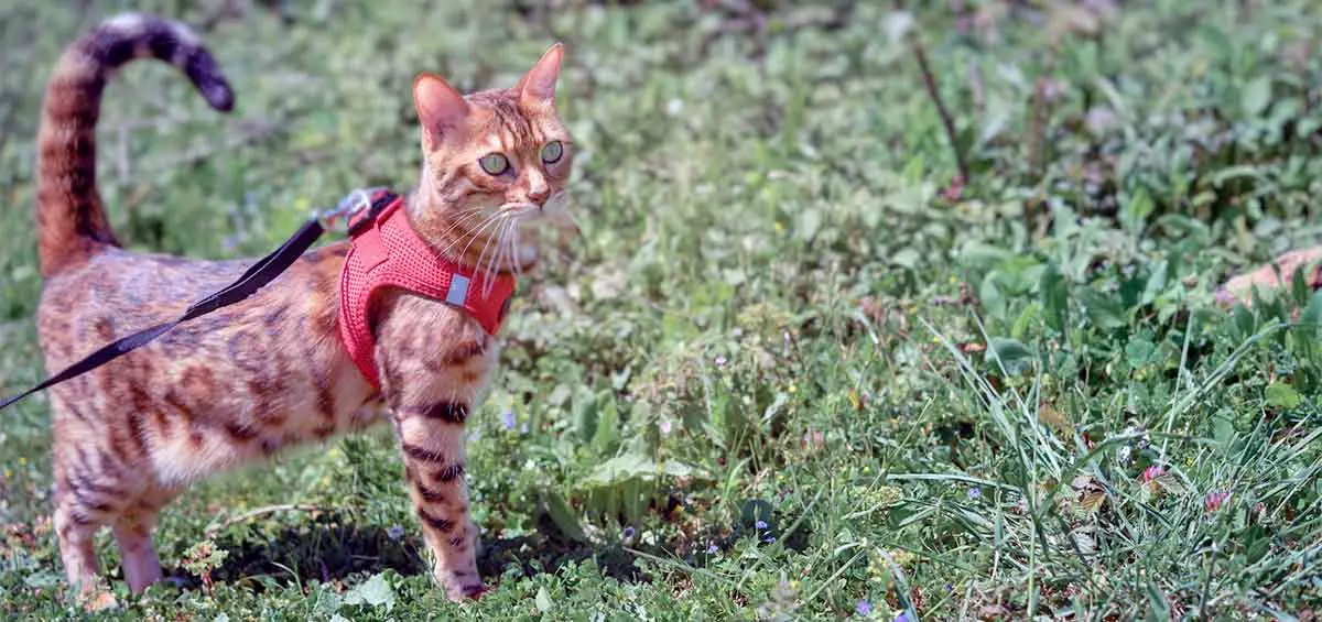 cat harness