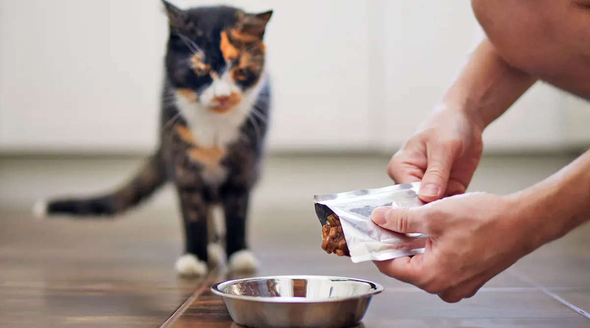 cat hungry food bowl