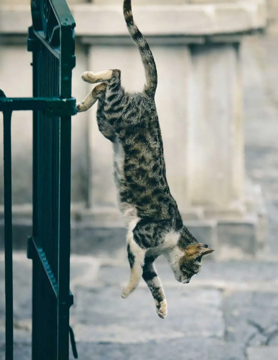 cat jumping off fence