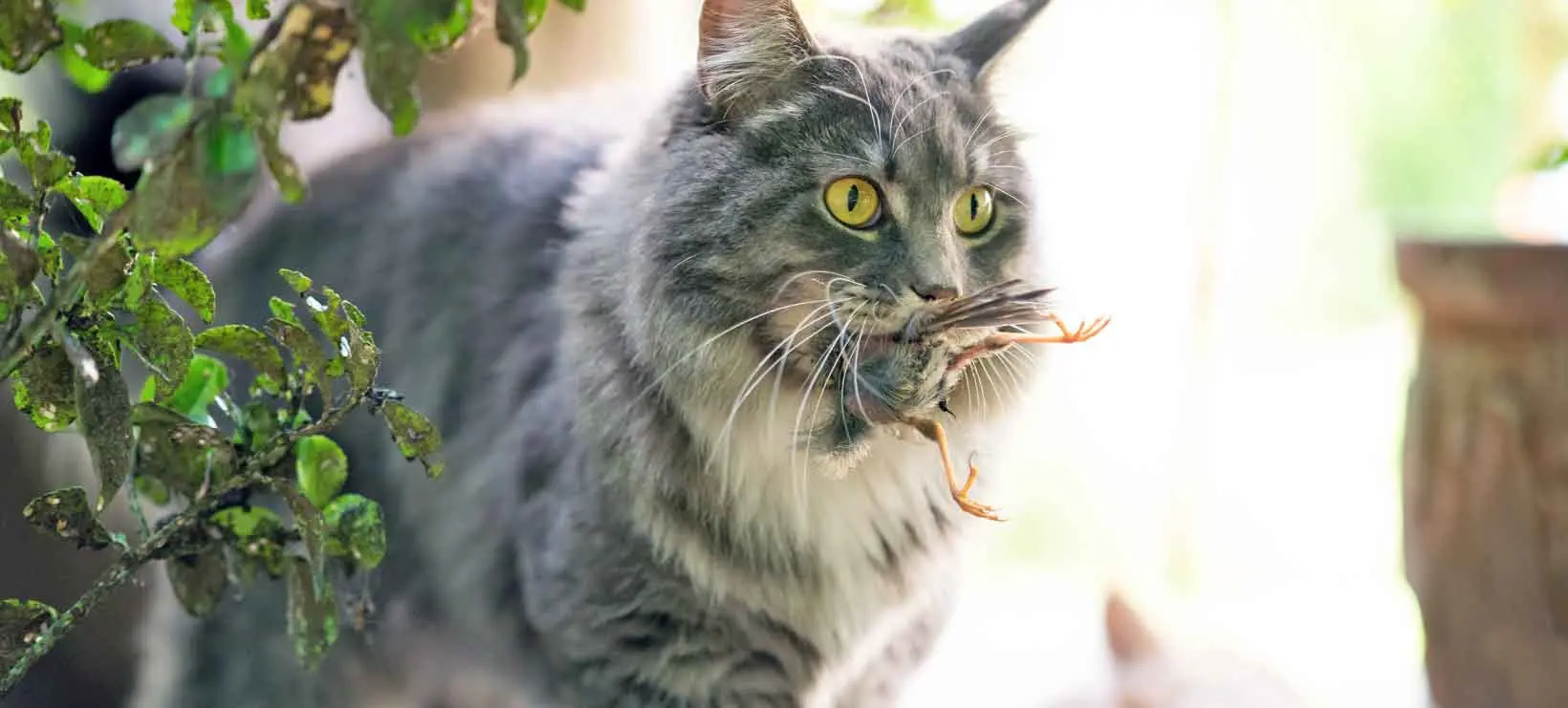 cat killing fledgling bird