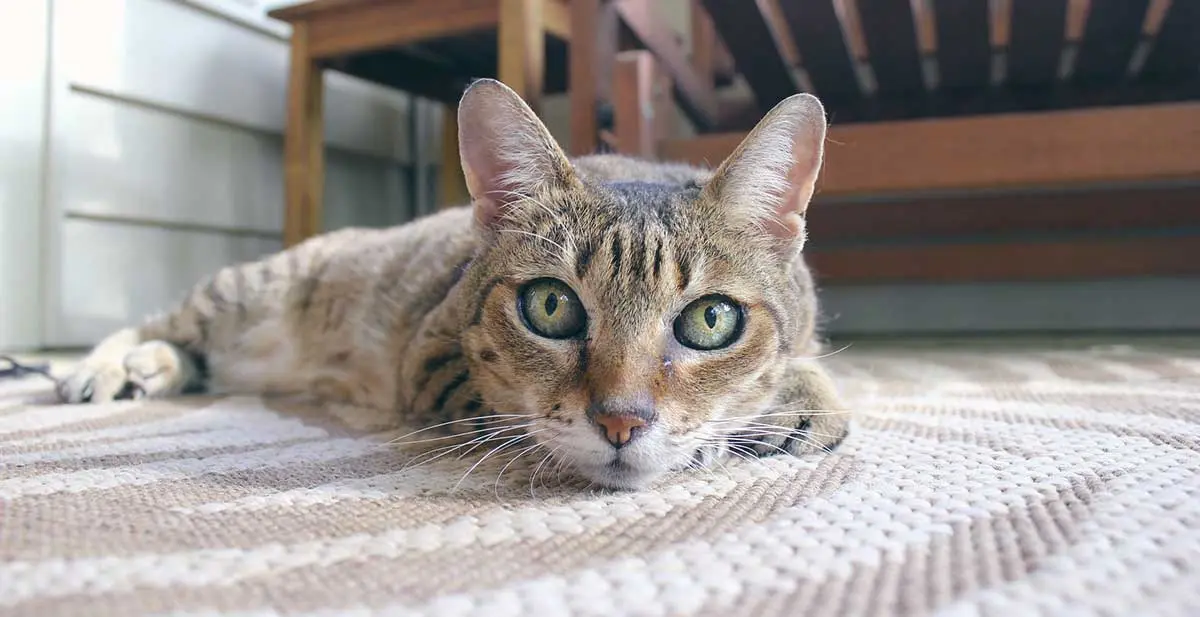 cat laying down