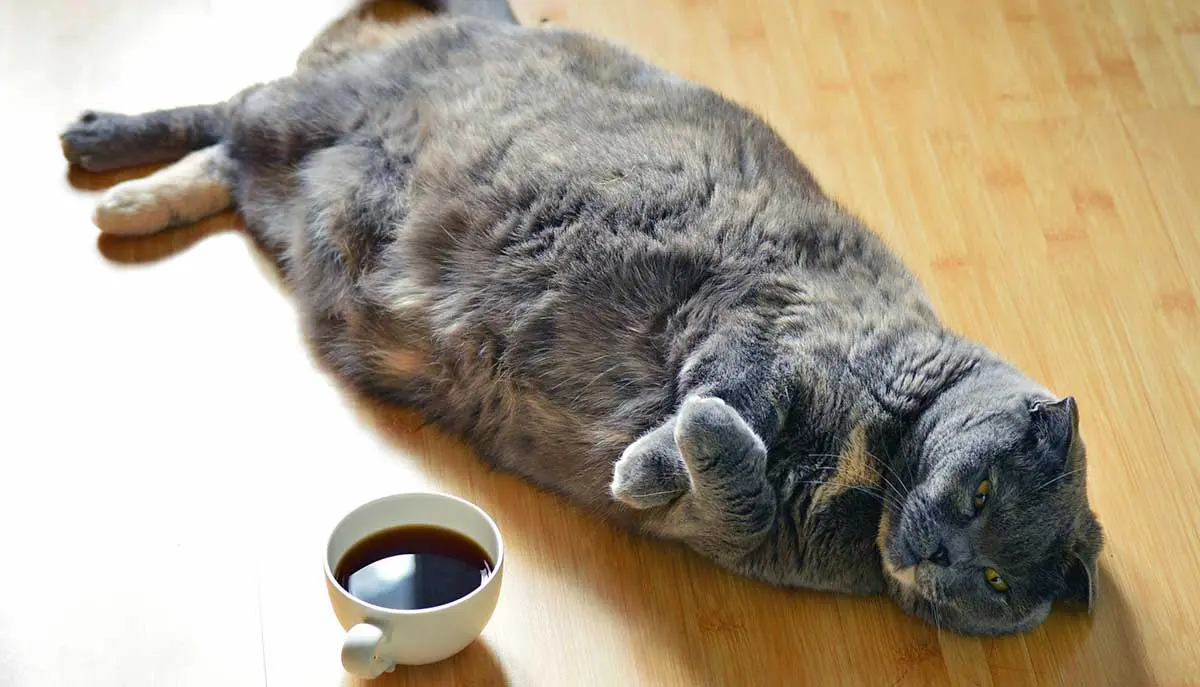 cat laying on the floor