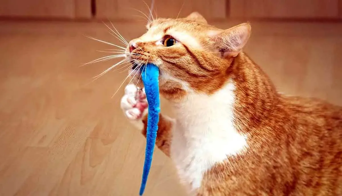cat playing with feathered prey toy