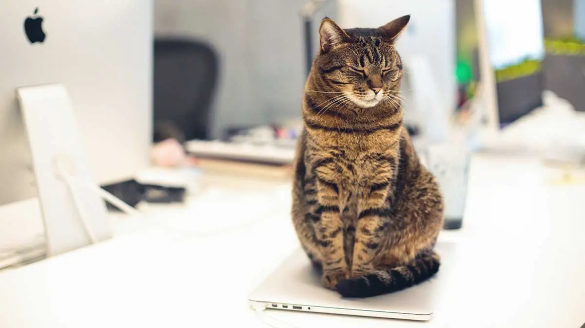 cat sitting on a computer