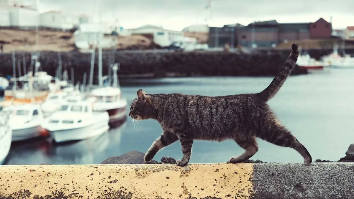 cat walking along wall