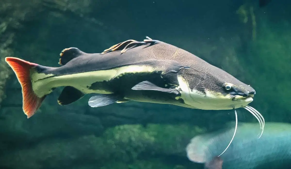 catfish swimming