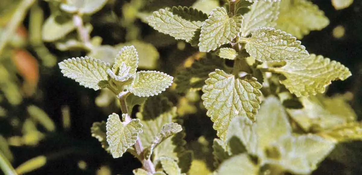 catnip plant britannica.com