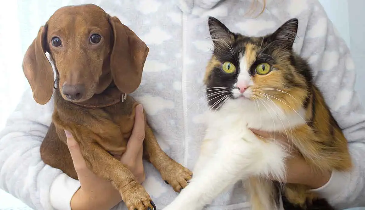 Cats and Dogs Cohabitation