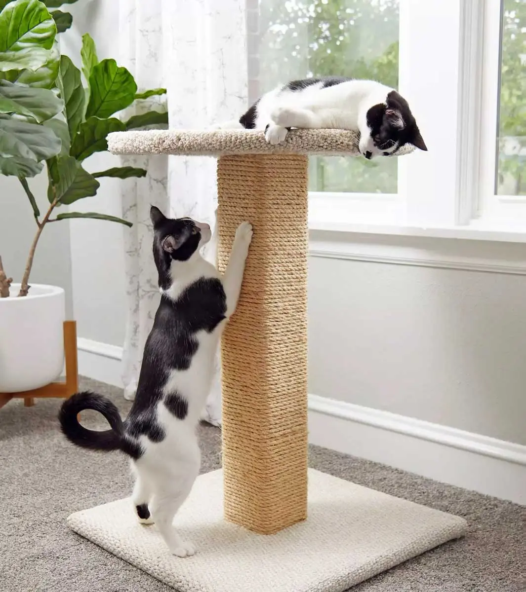 cats playing on scratch post tower