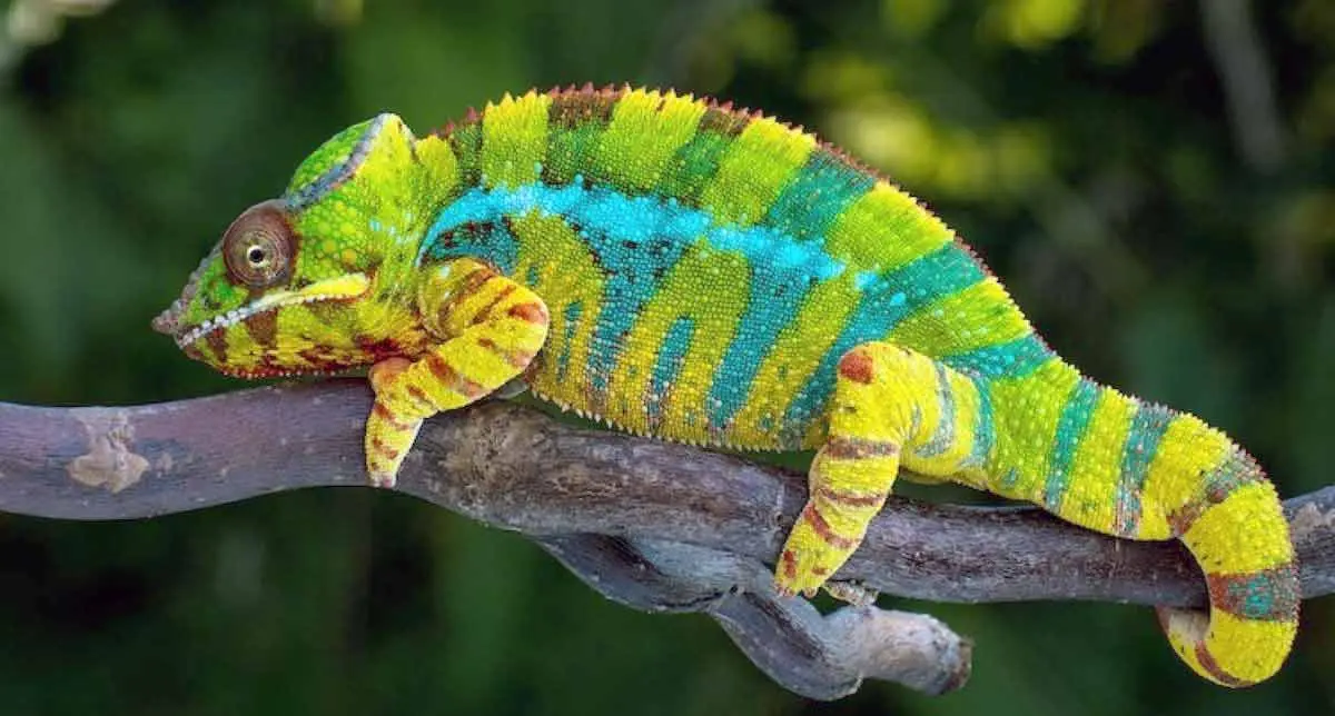 chameleon 2
