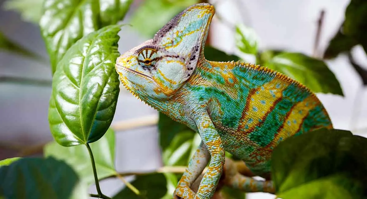 chameleon changing colors