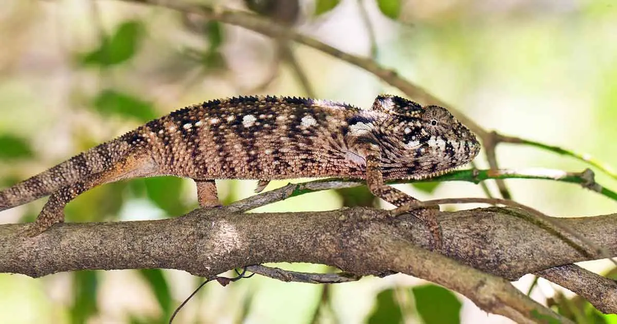 chameleon climbing tree