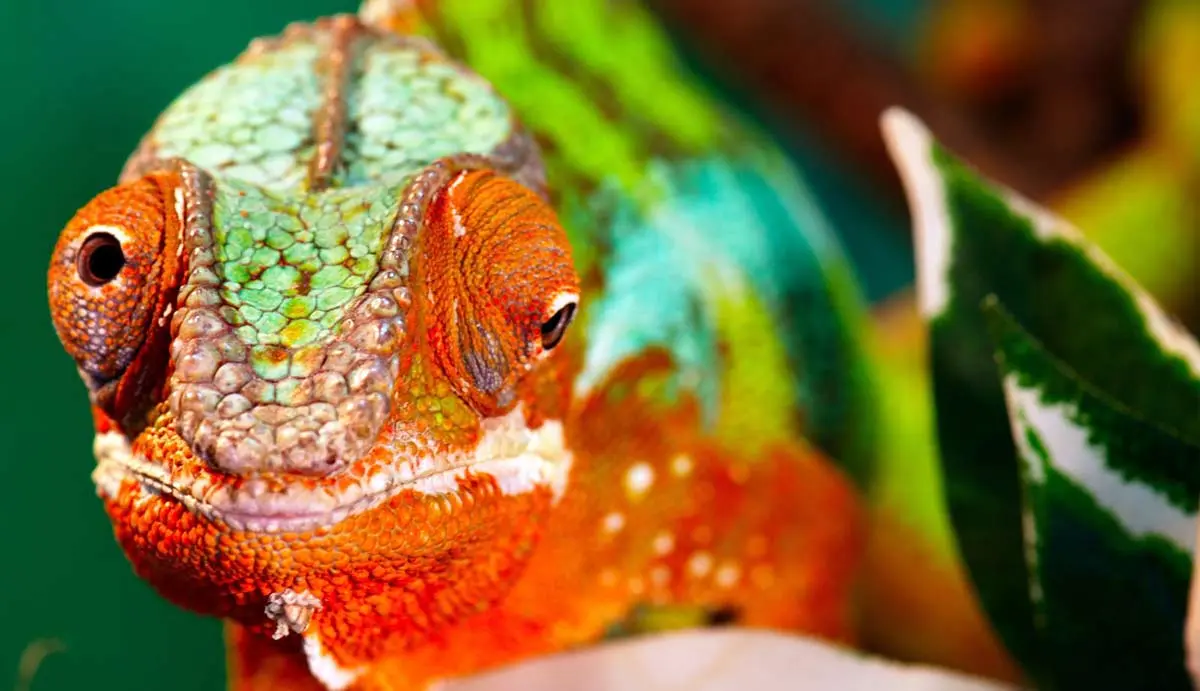 chameleon eyes