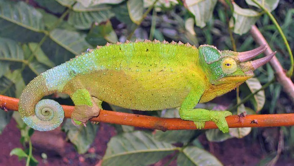 chameleon on stick
