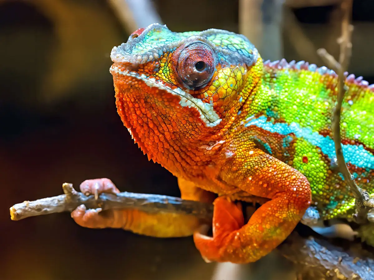 chameleon