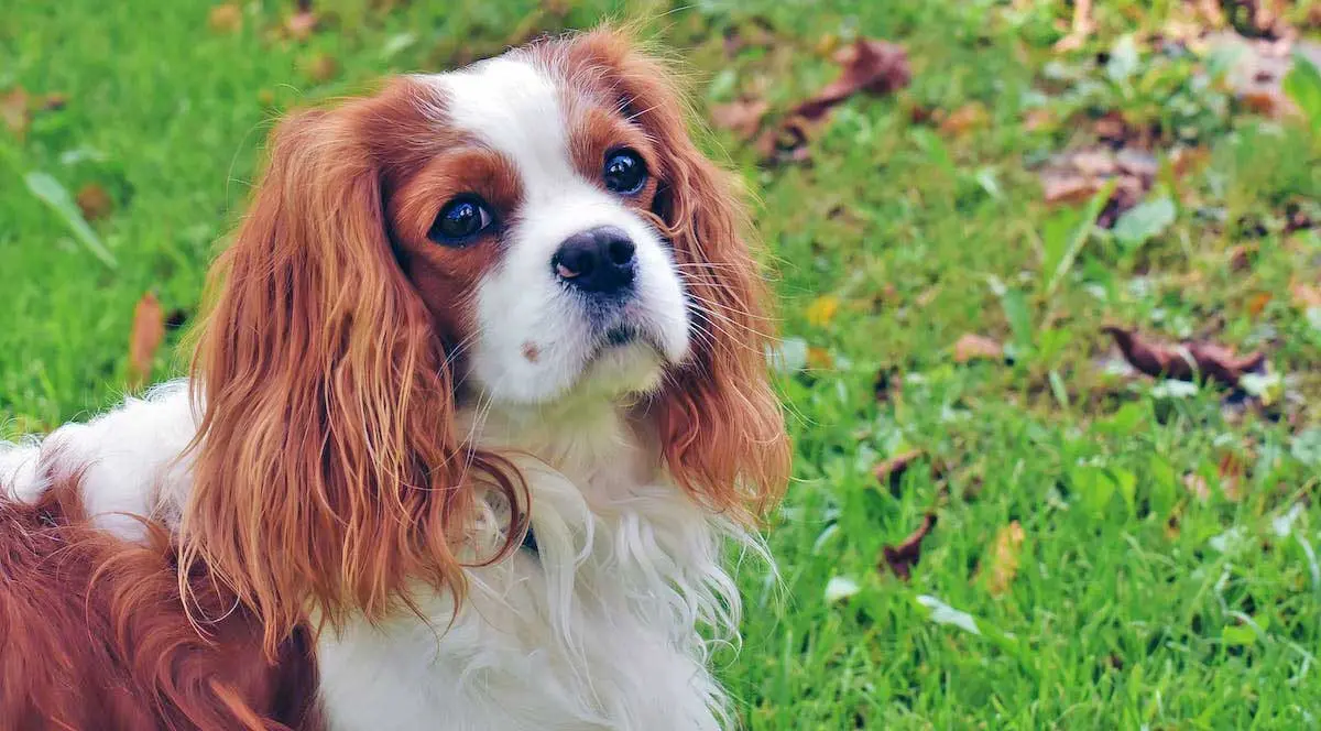 charles caviler spaniel