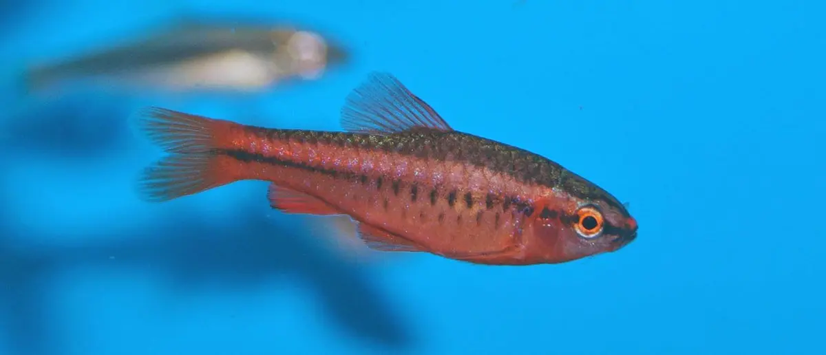 cherry barb male