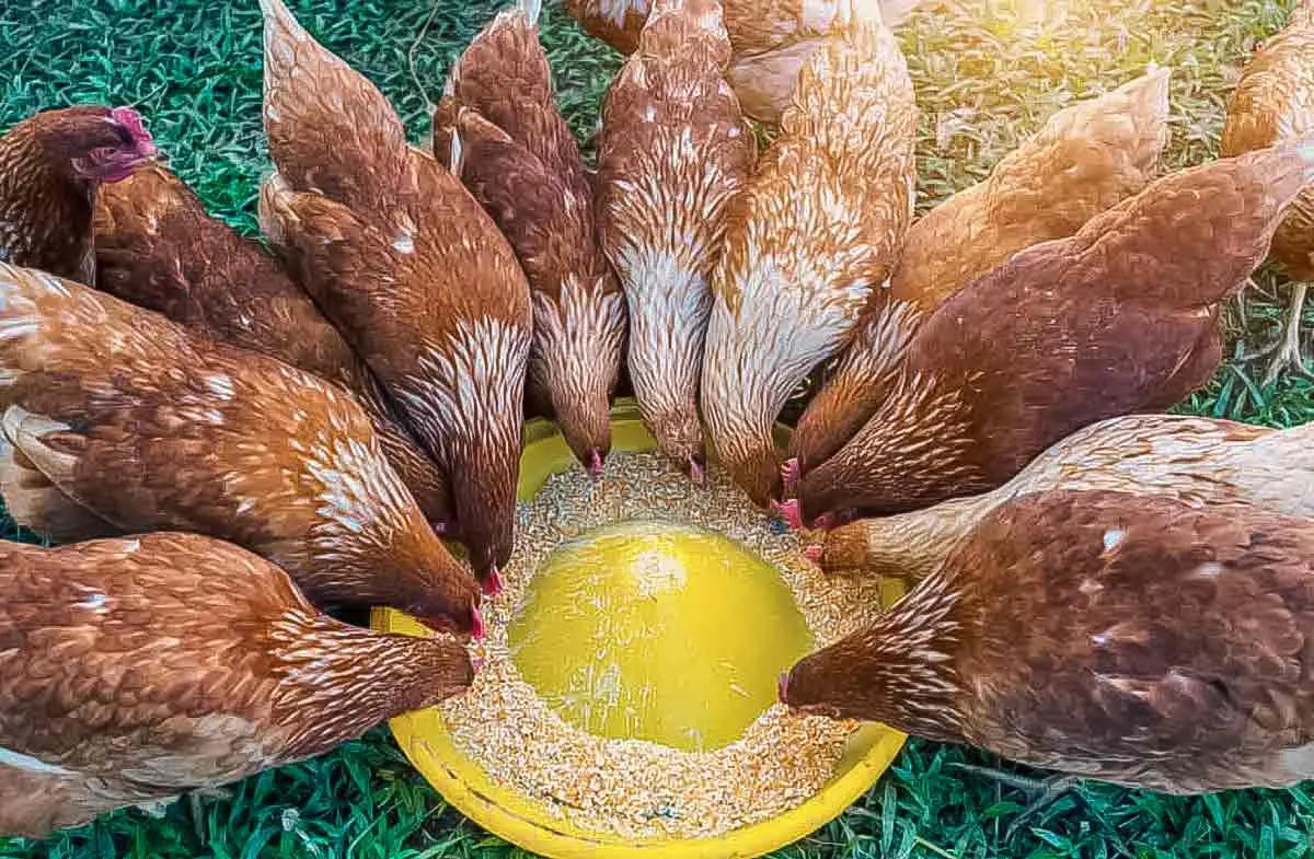 chickens eating feed