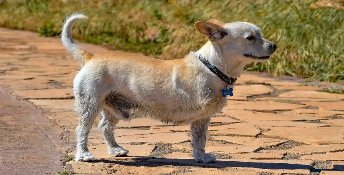 chihuahua dog with three legs