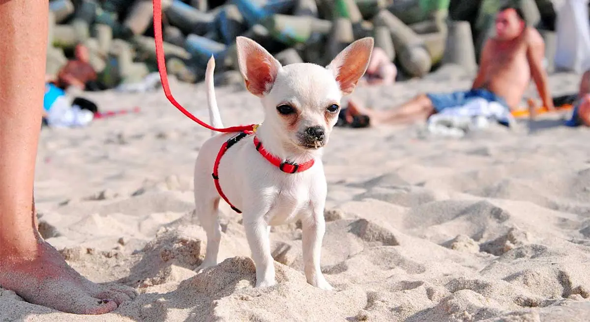 chihuahua on the beach