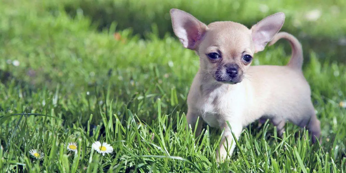 chihuahua puppy in grass