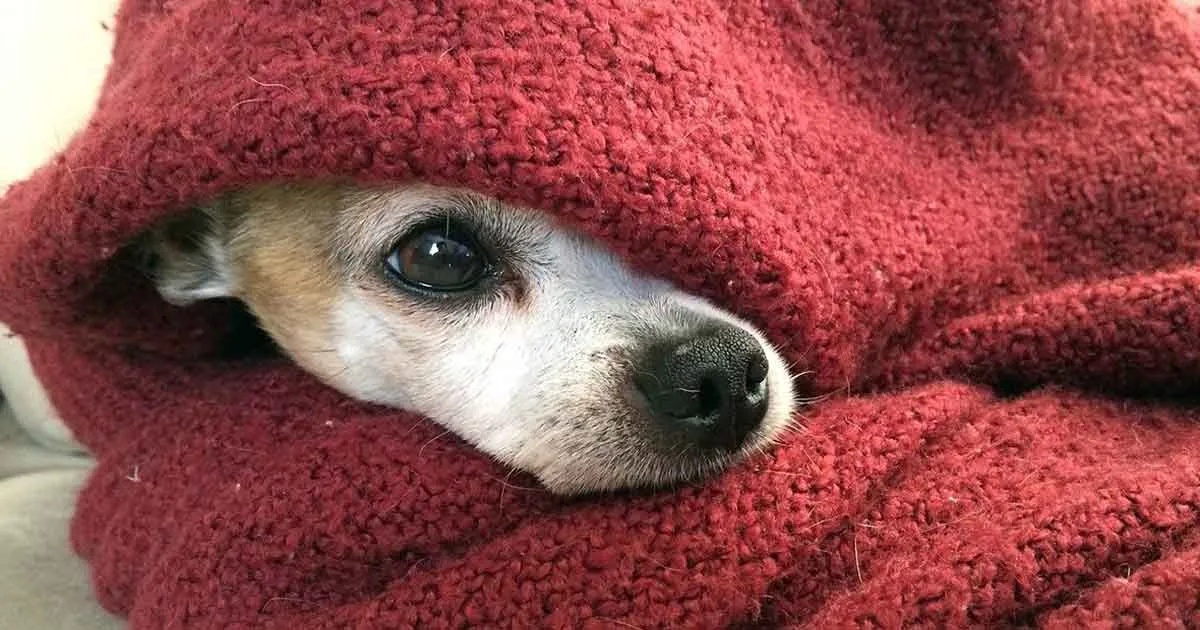 chihuahua snuggling under blanket