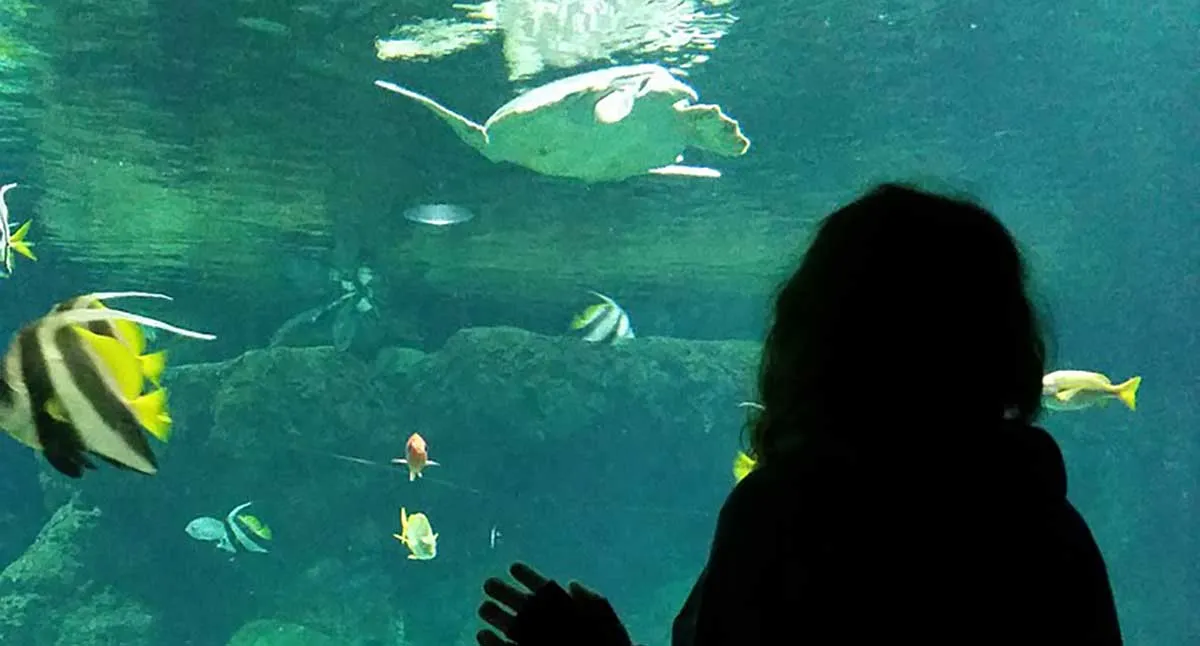 child viewing aquarium
