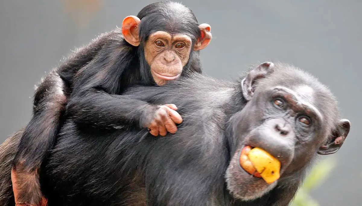 chimpanzee mother