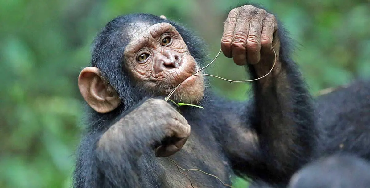 chimpanzee tool