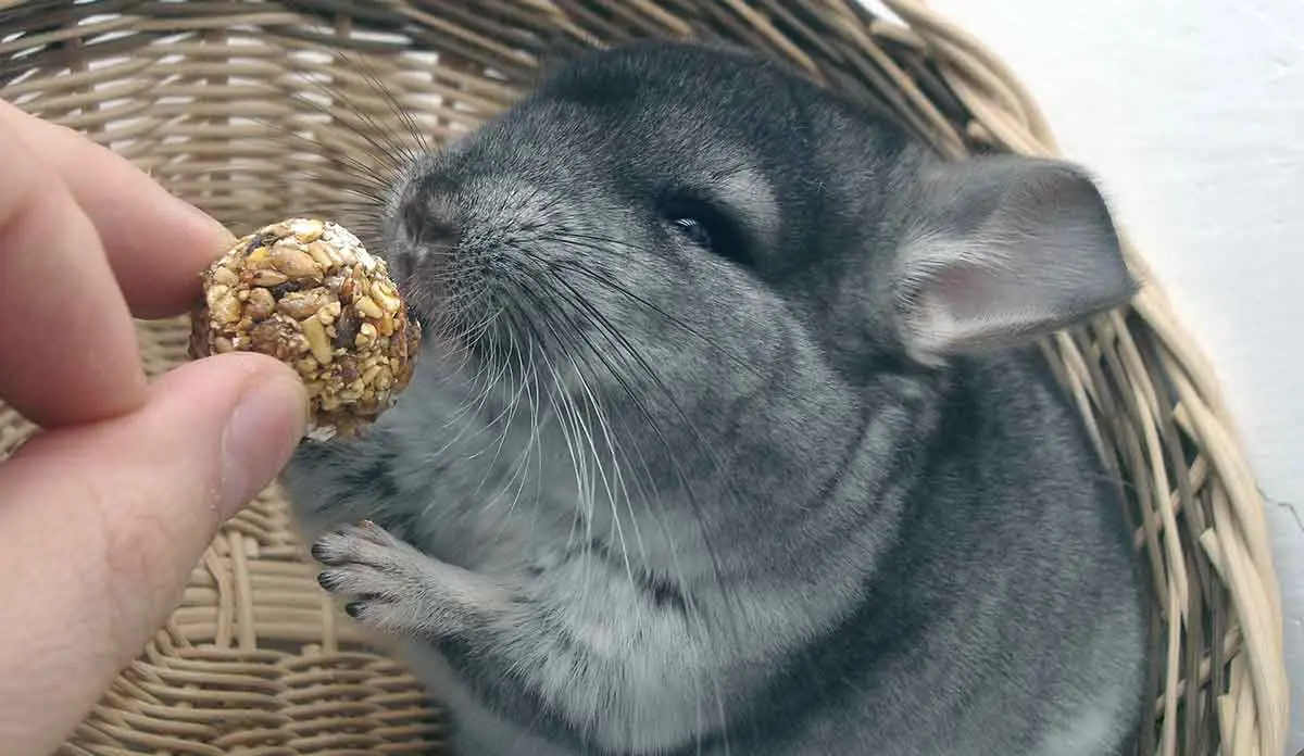 chinchilla eating