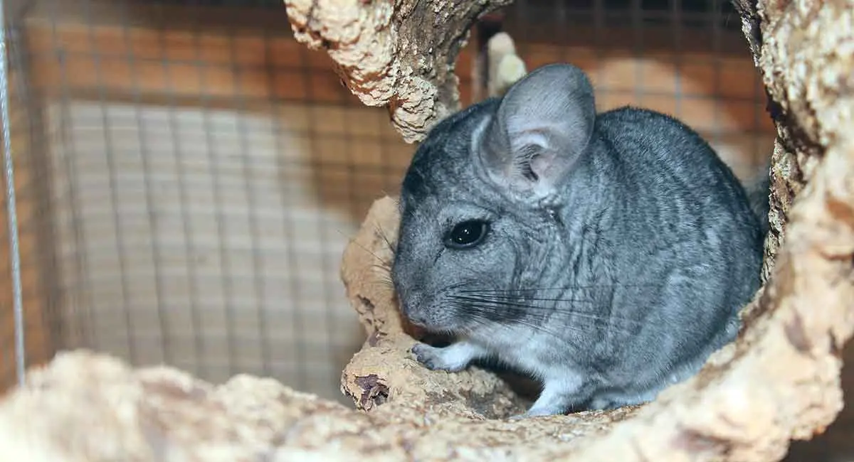 chinchilla in habitat