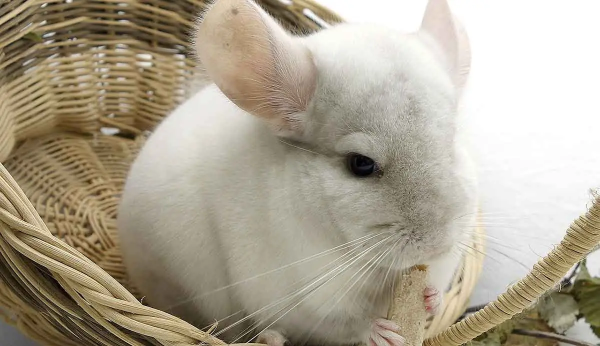 chinchilla rodent