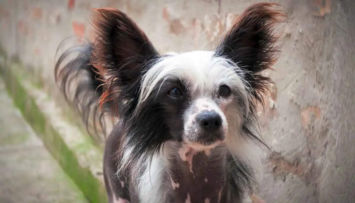 chinese crested puppy