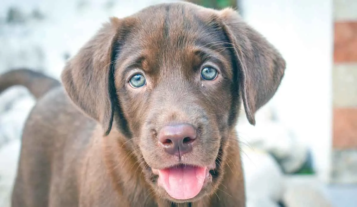 chocolate labrador retriever puppy staring at camera