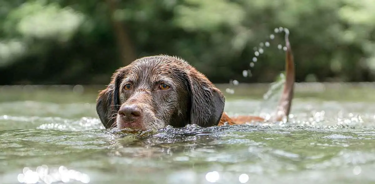 chocolate labrador swimming