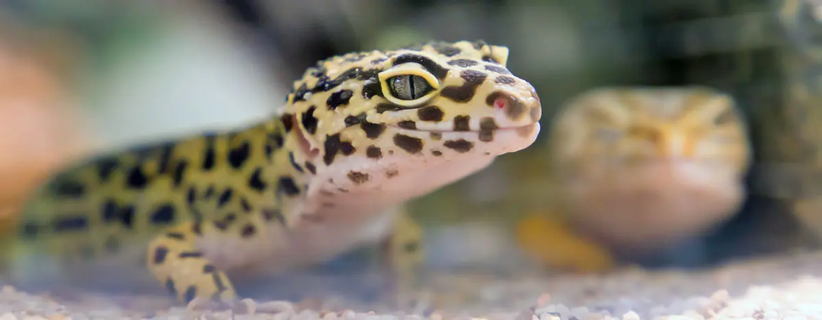 close up black brown pet lizard