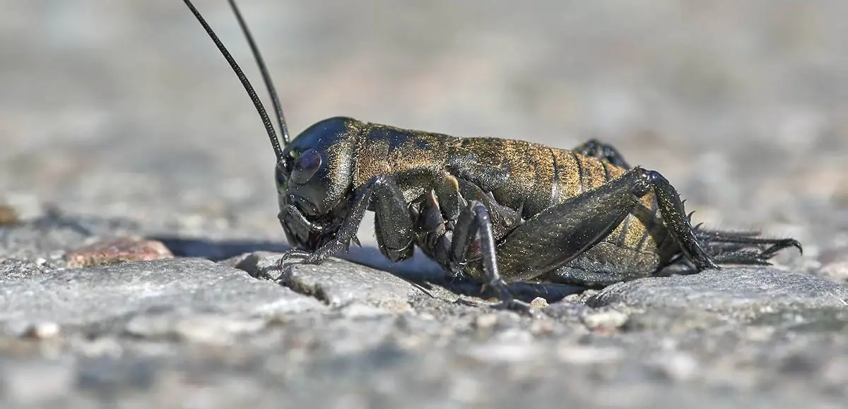 close up brown and black cricket