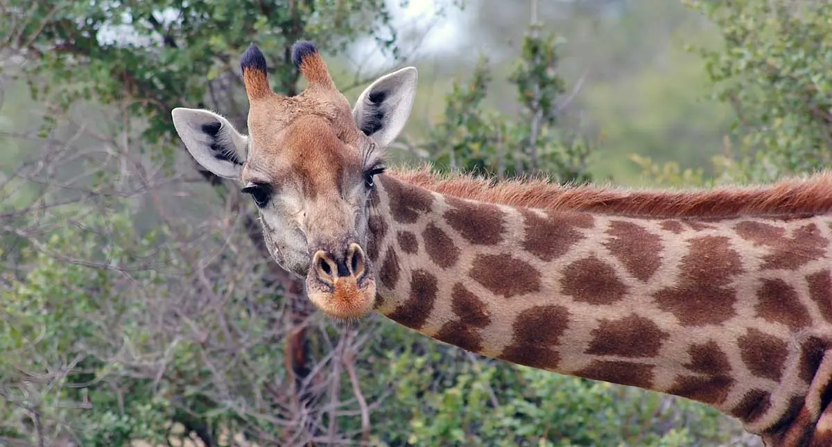 close up head and neck of a giraffe in the bush