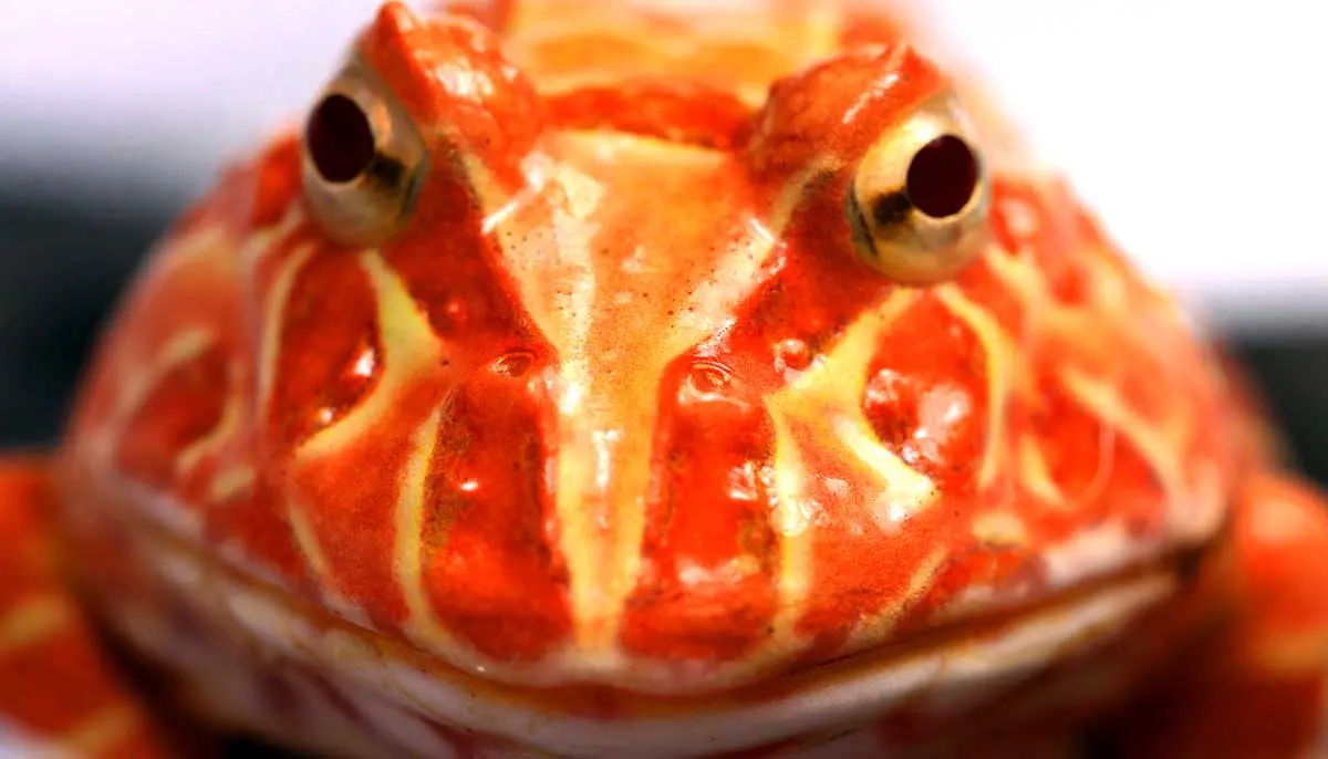 close up horned frog eyes