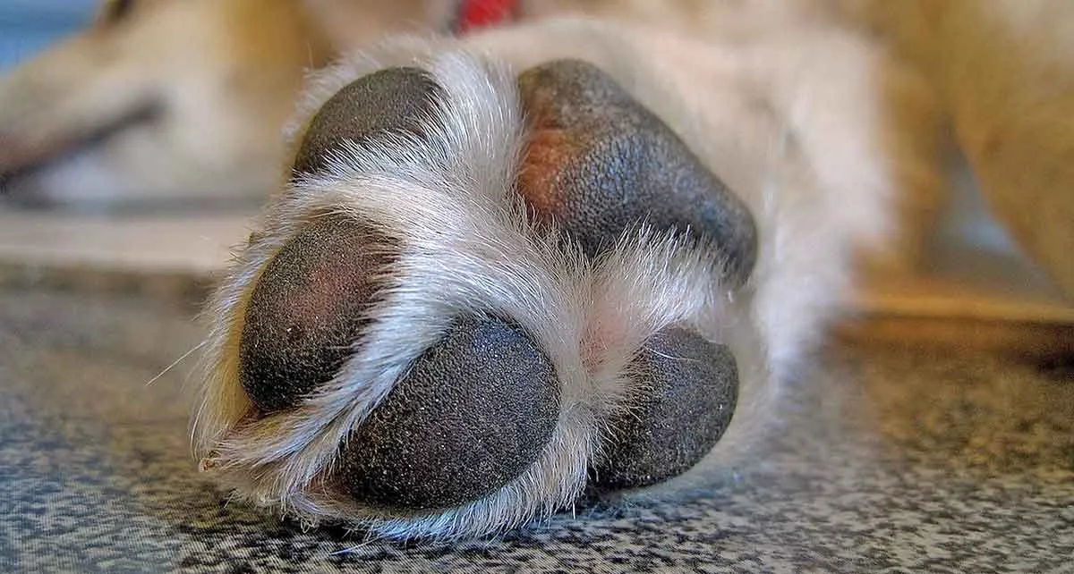 close up of dog paw