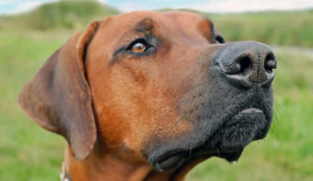 close up of ridgeback face