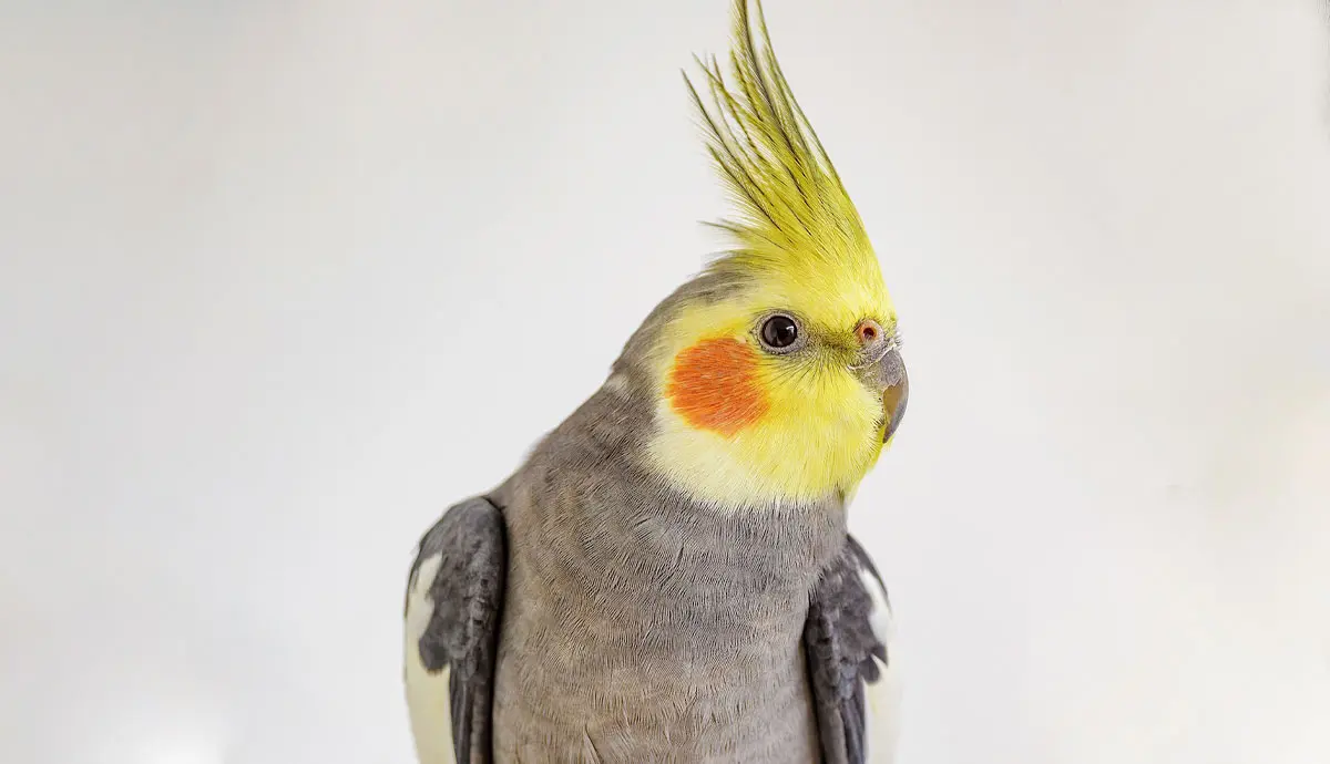close up of yellow and gray cockatiel