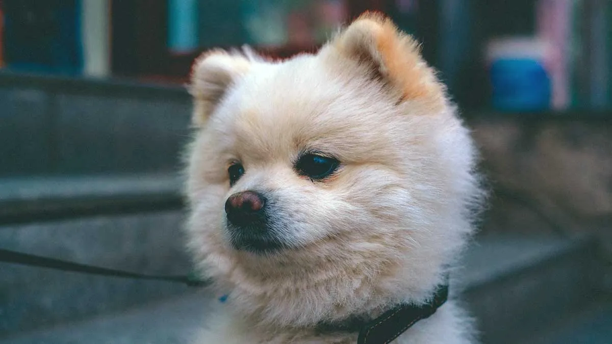 close up pomeranian dog staring away from camera