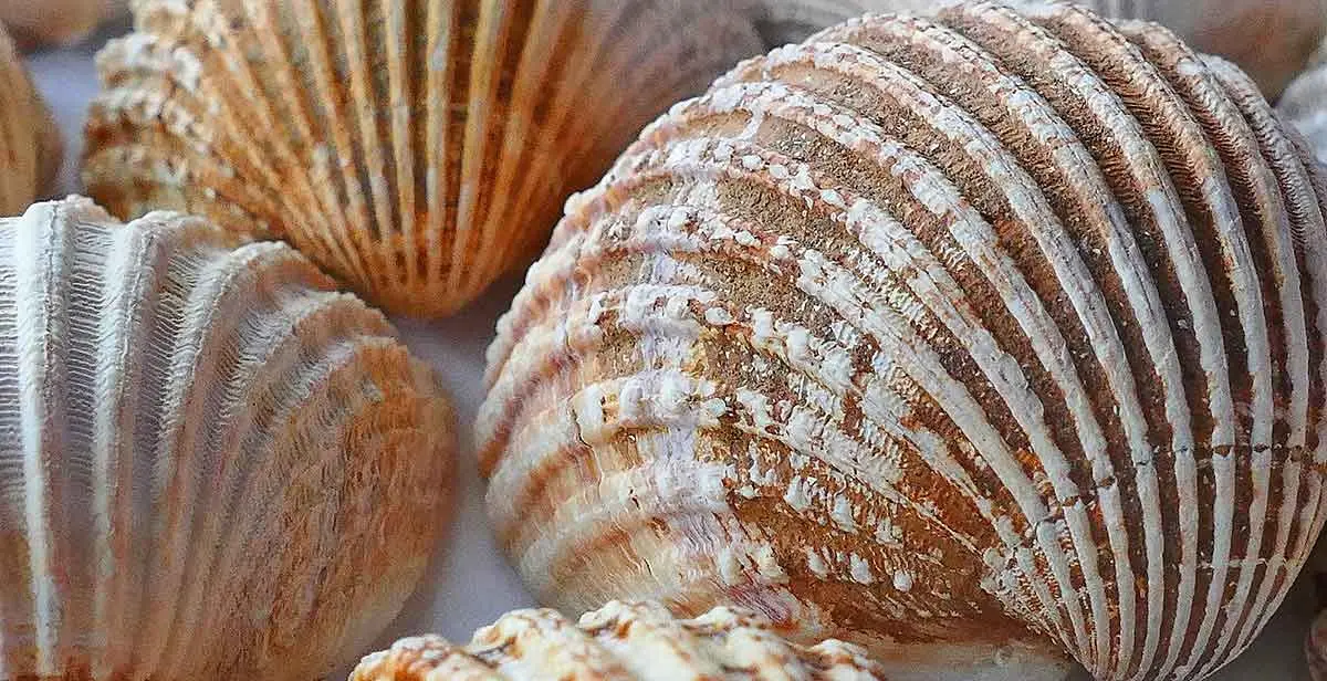 close up seashell ridges brown
