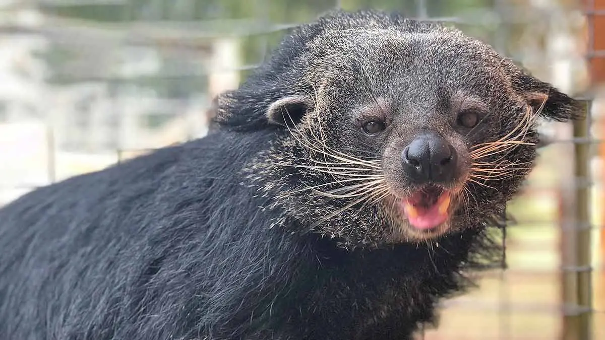 closeup of binturong face