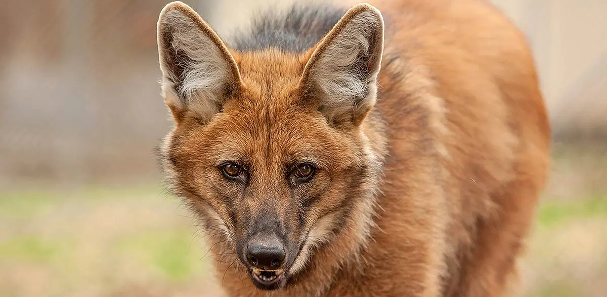 closeup of maned wolf face