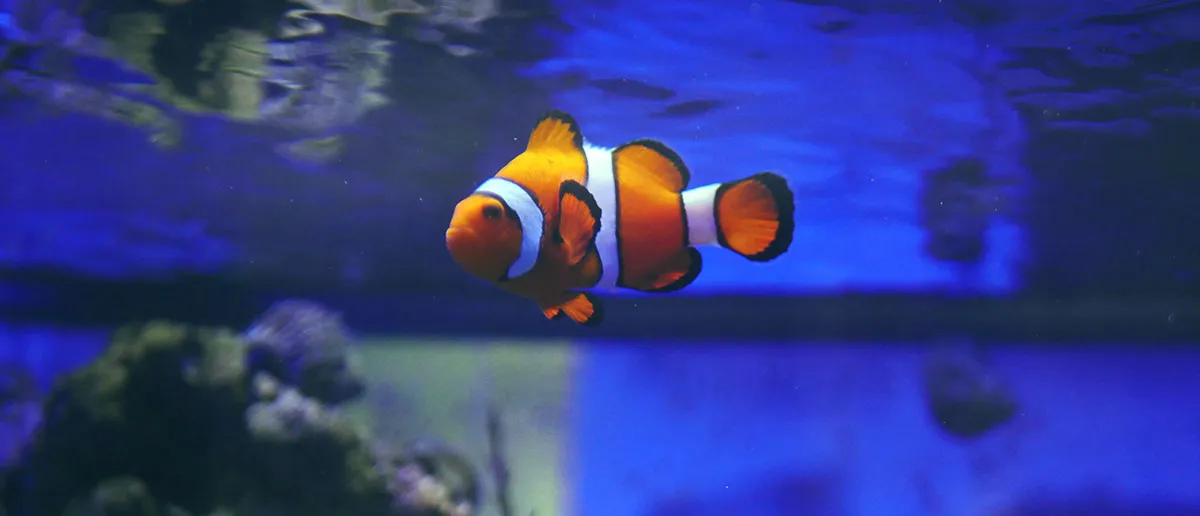 clown fish (2)
