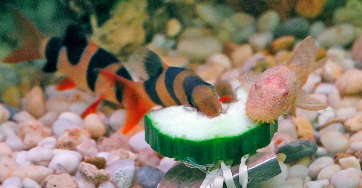 clown loach and pleco