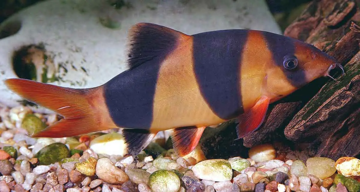 clown loach