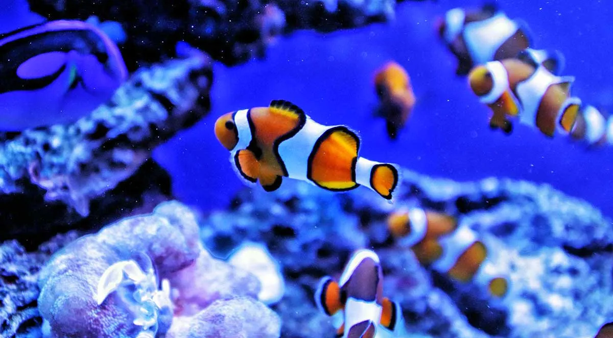 clownfish in aquarium